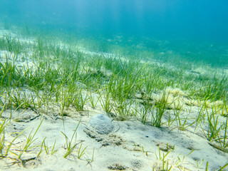 Obraz premium Underwater green seagrass meadow growing on sandy seabed in clear turquoise ocean water for marine biology website design. Shallow sea floor background for nature and travel mockups.