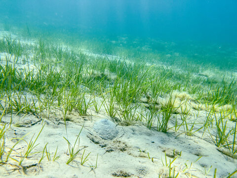 Underwater green seagrass meadow growing on sandy seabed in clear turquoise ocean water for marine biology website design. Shallow sea floor background for nature and travel mockups.