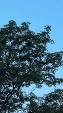 Green Tree Branches Against Clear Blue Sky