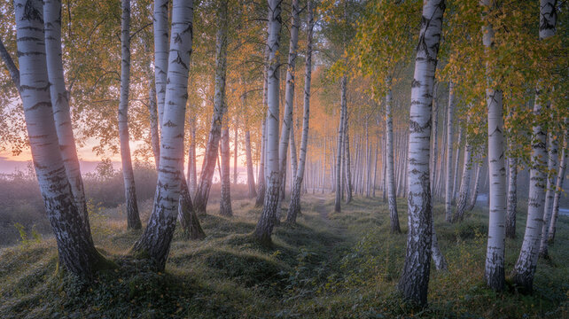 Ethereal sunrise through misty birch forest with pastel colors