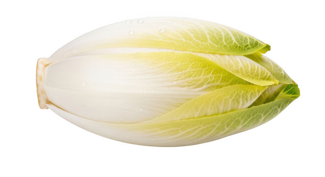 Fresh raw belgian endive vegetable isolated on transparent background