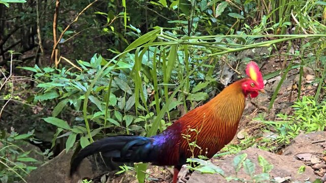A Sri Lankan junglefowl foraging for insects and worms in a forest, natural feeding behaviour of Sri Lanka's endemic national bird. 4K