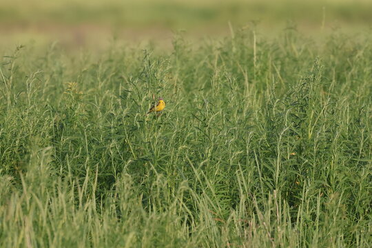 meadow bird