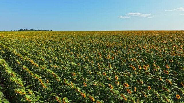 The photo shows a large field filled with sunflowers under a clear blue sky. The sunflowers are facing various directions as they grow in neat rows. Trees can be seen in the distance.