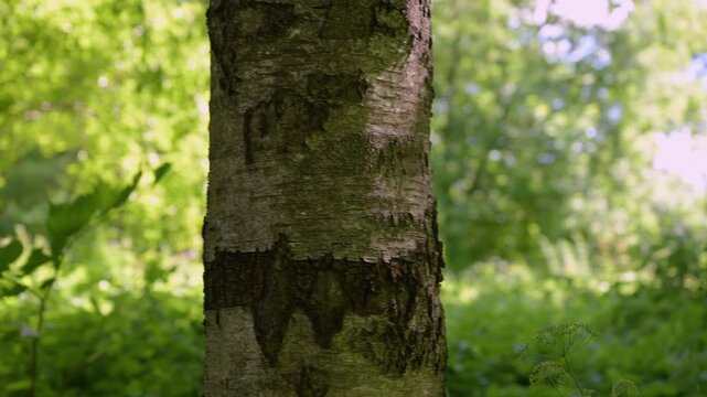 Tree trunk stands tall, bark textured and weathered. Green leaves blur softly behind, sunlit. Natural forest setting, peaceful and quiet. No animals present, plant life only