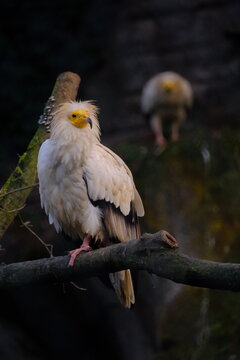 bird of prey