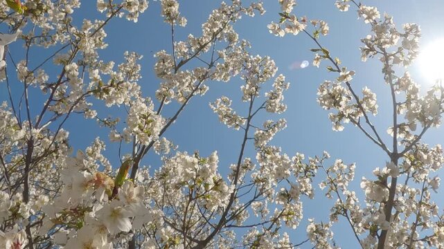 White flowers of Yoshino cherry in sun backlighting on blue sky background, bottom view, camera moves forward between branches of blooming fruit tree, sun glare on camera lens