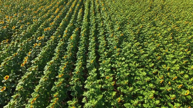 Rows of sunflowers stretch across a field in summer. The green leaves surround bright yellow blooms. The sun shines down on the landscape with no clouds in view.