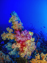 Coral reef off the coast of island in South Pacific © John Anderson