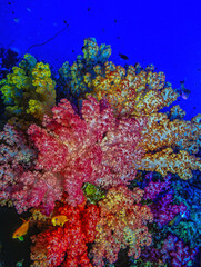 Coral reef off the coast of island in South Pacific © John Anderson
