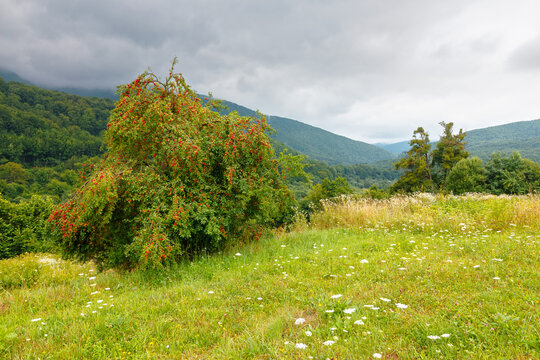 rural mountain landscape of ukraine. countryside scenery of transcarpathia in summer. sustainable living in green environment. forested hills and grassy meadows under cloudy sky