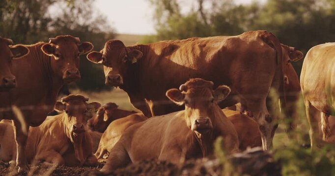 Brown cattle rest on a pasture in warm evening light