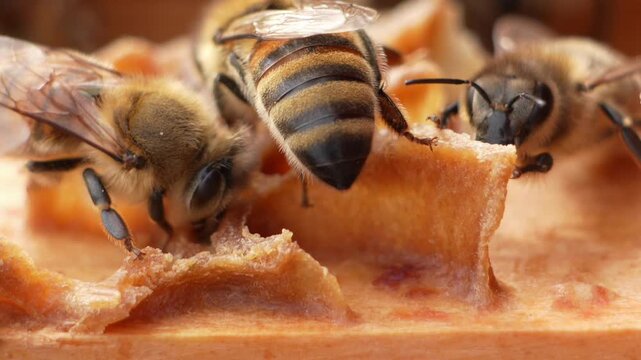 Macro of honeybee working on a hive frame with selective focus