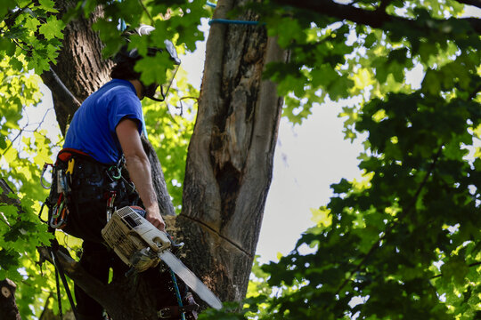 	
Un homme coupe des branches d'arbre. Un arboriste au travail. &Eacute;mondeur.	
