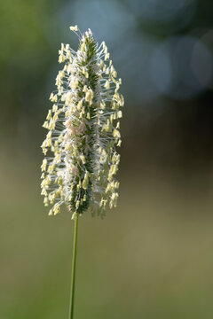 Close-up of flowering grass. The tiny seeds are swaying in the wind.