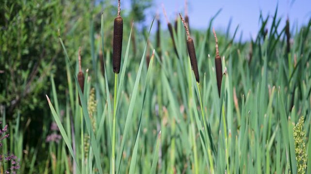 Tall green reeds sway gently in the breeze. Dark brown cattails stand upright among the grass. Background features blurred trees and bright blue sky. Natural, peaceful wetland scene in daylight
