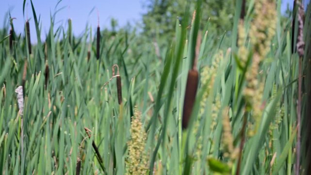 Tall green reeds sway gently in a sunlit marsh. Dark brown cattails stand tall against a clear blue sky. One cattail reveals a pale, fluffy seed head