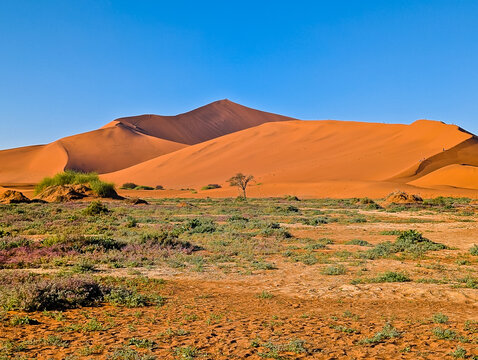 Big daddy sand dune in the Sossusvlei region of Namibia's Namib-Naukluft National Park, Namibia 