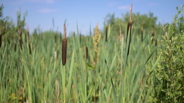 Tall green reeds sway gently in a sunny meadow. Dark brown cattails stand upright against a clear blue sky. Wild grasses and shrubs frame the natural marshland scene