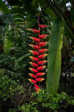 Heliconia Rostrata tropical flower, Costa Rica