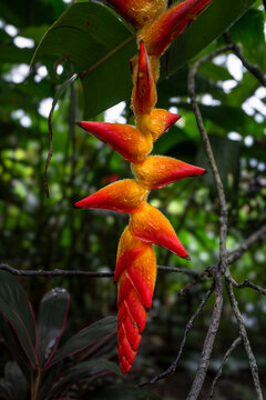 Heliconia flower in Costa Rica. Tropical America