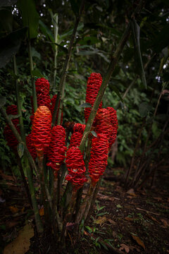 Zingiber Zerumbet or Ginger Pine. Tropical flowers in Costa Rica and Central America