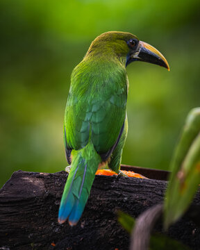 Northern emerald toucanet (Aulacorhynchus prasinus)