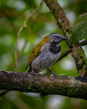 Buff-throated saltator (Saltator maximus)