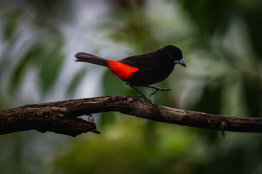 Scarlet-rumped tanager (Ramphocelus passerinii)