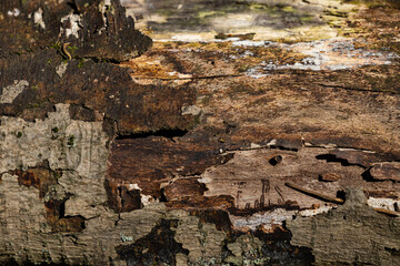 Fototapeta premium decaying tree bark texture