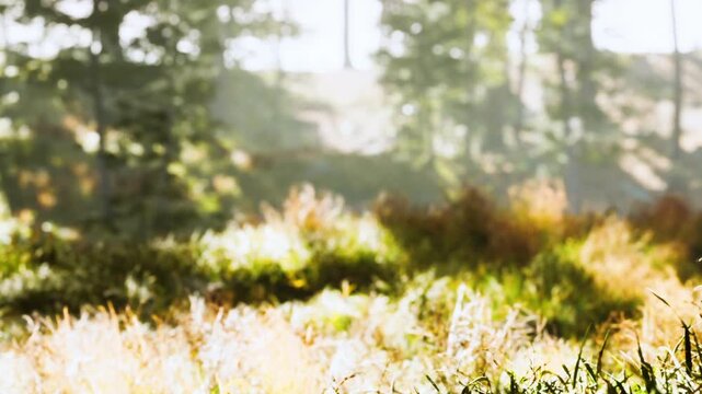 Sunlight filters through trees, highlighting tall grass and various plants in a natural area. The scene shows greenery and the softness of grass under warm light during morning hours.