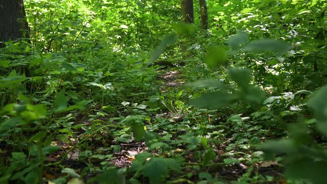 Sunlight filters through dense green forest floor. Lush ferns and undergrowth fill the frame. Yellow wildflowers dot the leafy ground. Tree trunks rise softly in background blur