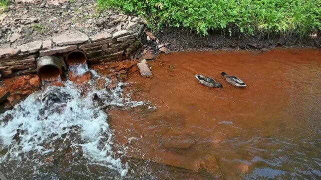 Brown water flows from a broken pipe into a stream. Two ducks swim near the dirty water. Green plants grow along the riverbank. Rocks line the stream's edge. The water appears polluted and murky