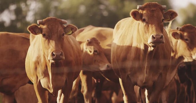 Brown cattle stand in a sunlit pasture