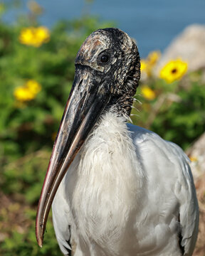 Gorgeous Wood Stork Vibrant Background