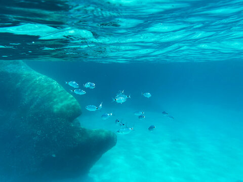 Small school of saddled seabream swimming in clear turquoise sea water near a large underwater rock formation, scenic marine wildlife view of Oblada melanura fish group above a sandy seabed