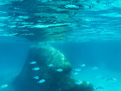 Small school of saddled seabream swimming in clear turquoise sea water near a large underwater rock formation, scenic marine wildlife view of Oblada melanura fish group above a sandy seabed