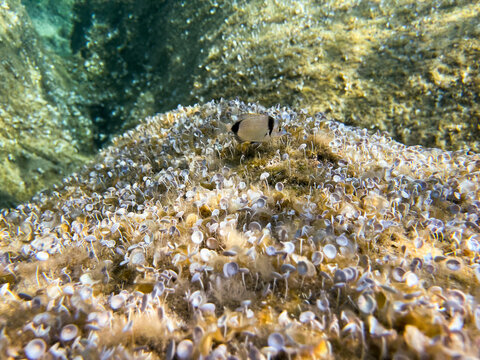 Underwater macro view of Acetabularia acetabulum green algae growing on a rocky seabed in clear shallow water, also known as Mermaid's wineglass, marine botany and aquatic ecosystem texture.