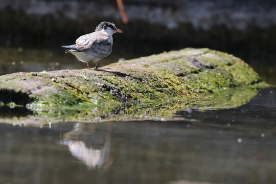 common tern fledgling

