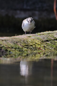 common tern fledgling
