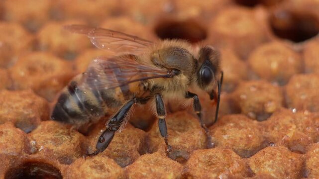 Macro close up of a single honey bee on a wax honeycomb in slow motion
