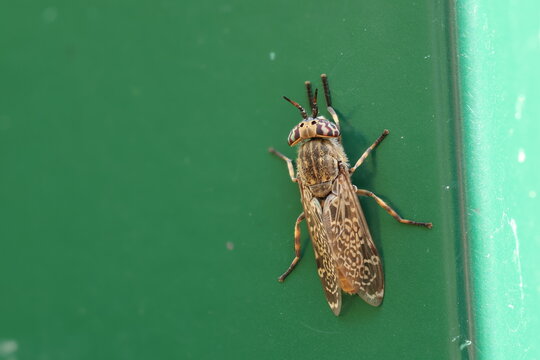 The Common Horse Fly or Notch-horned Cleg Fly Haematopota pluvialis