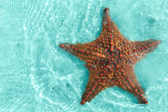 Large orange starfish in clear tropical water