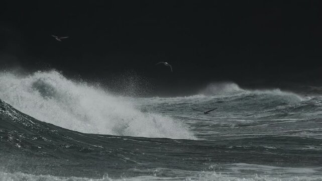 Sea Gulls Flying over Surging Sea Waves