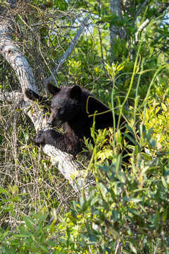 Young Black Bear in tree at Alligator River National Wildlife Refuge North Carolina