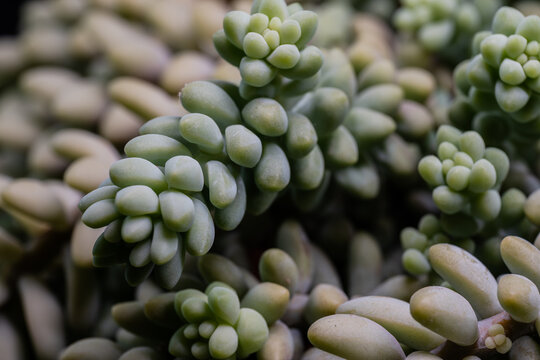 Sedum morganianum. The donkey tail plant 0726