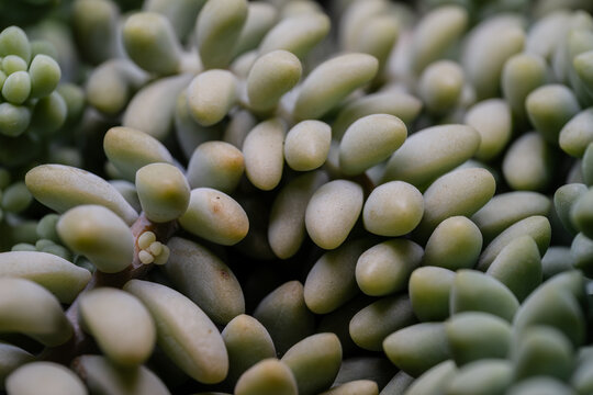 Sedum morganianum. The donkey tail plant 0726