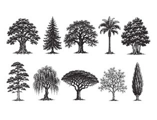 Fototapeta premium Detailed Ancient Oak Willow Cypress Tree Silhouette Set, CAD Line Art Vector for Tropical Landscape Architecture Elevation, Plant Section White