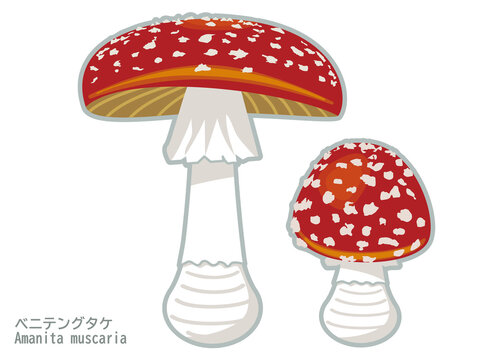 白い斑点模様がかわいい赤い毒キノコ（ベニテングタケ）のイラスト。大小2個セットの透過PNG素材