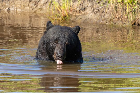 Adult Black Bear at Alligator River National Wildlife Refuge North Carolina